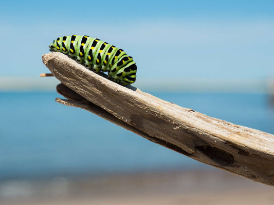 Onlinekurs: Führung in der Transformation