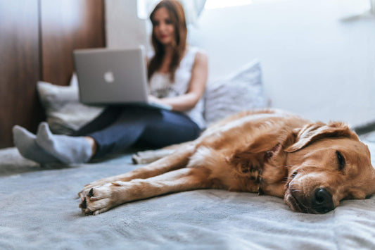 Onlinekurs: Selbstorganisation im Homeoffice